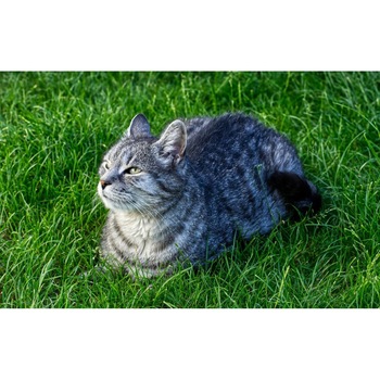 Tablou canvas 75x50 cm, Pisici model 248 Tablou canvas 75x50 cm, Pisici model 248