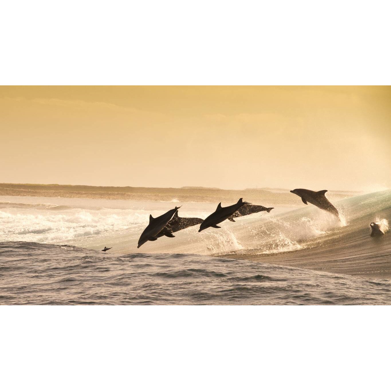 Tablou canvas 50x35 cm, Animale model 17