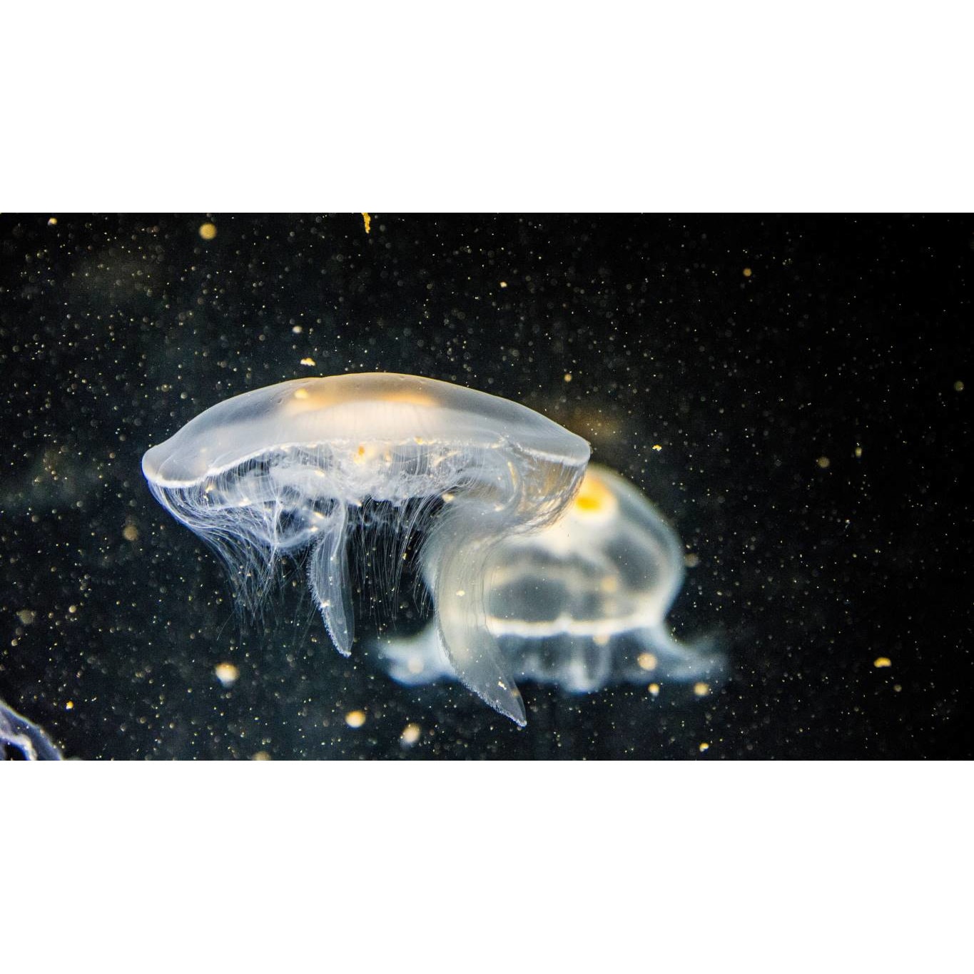 Tablou canvas 90x50 cm, Animale model 5