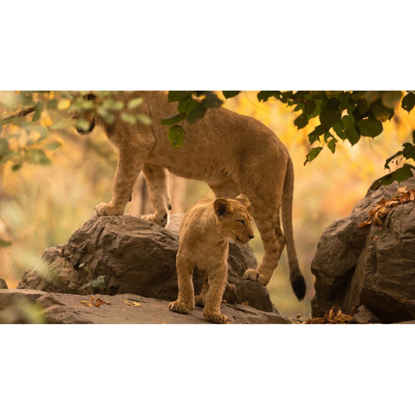 Tablou canvas 75x50 cm, Animale model 12