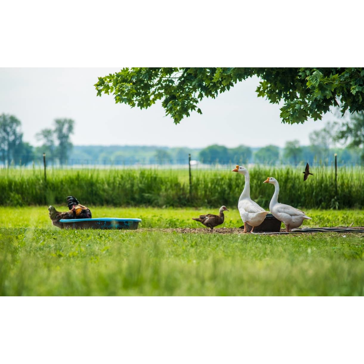 Tablou canvas 50x35 cm, Animale model 15