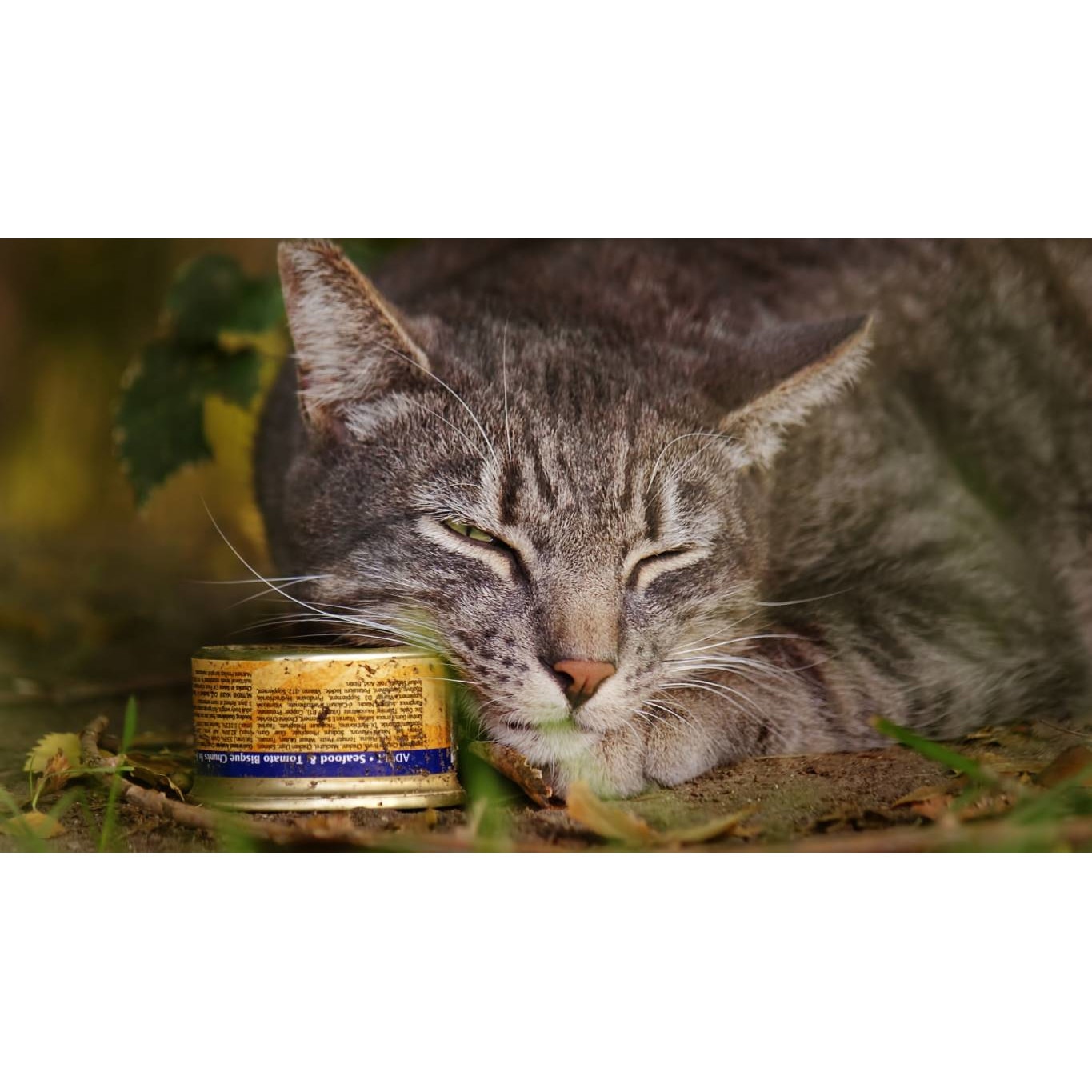 Tablou canvas 50x35 cm, Pisici model 238