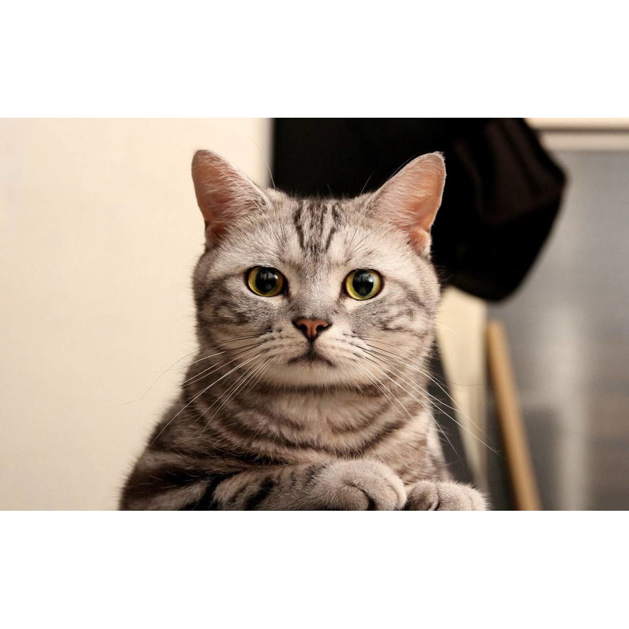 Tablou canvas 75x50 cm, Pisici model 255