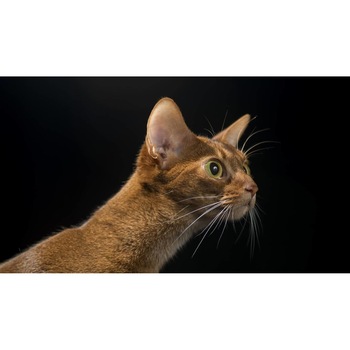 Tablou canvas 90x50 cm, Pisici model 260 Tablou canvas 90x50 cm, Pisici model 260