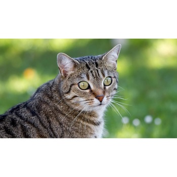 Tablou canvas 75x50 cm, Pisici model 247 Tablou canvas 75x50 cm, Pisici model 247