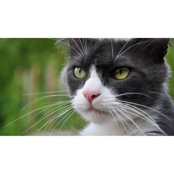 Tablou canvas 90x50 cm, Pisici model 250 Tablou canvas 90x50 cm, Pisici model 250