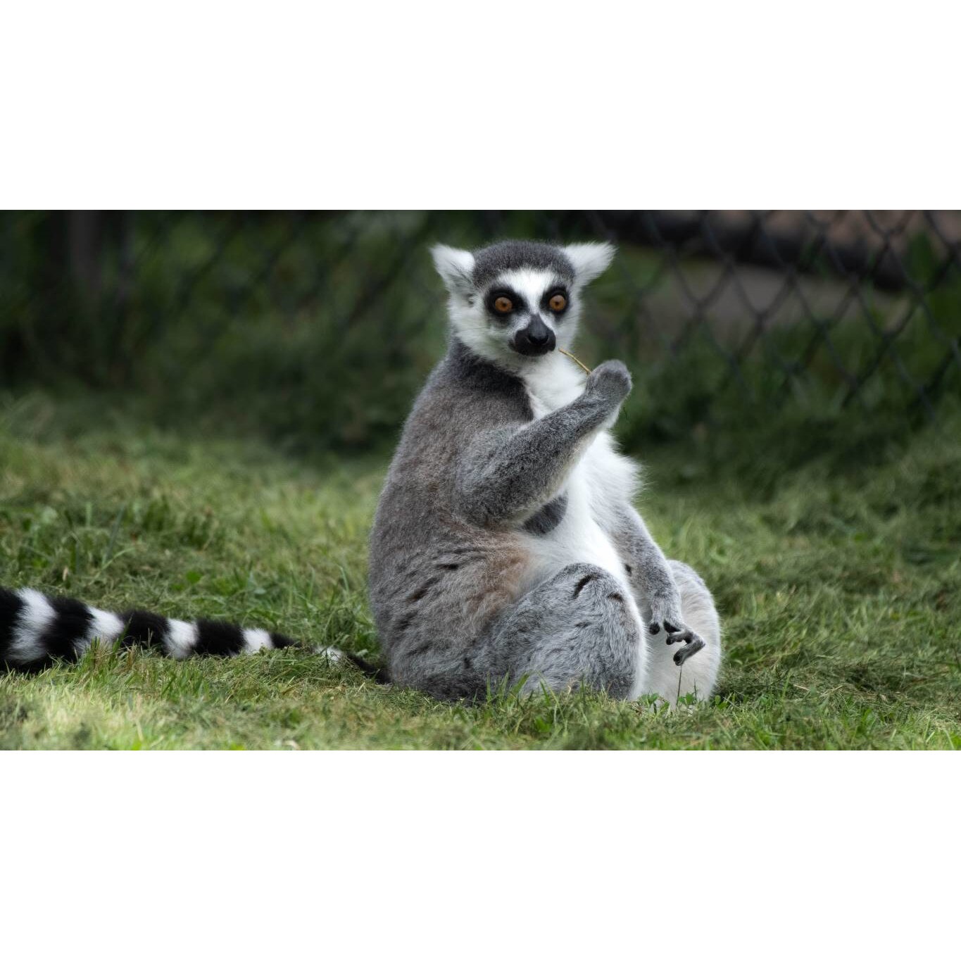 Tablou canvas 75x50 cm, Animale model 24