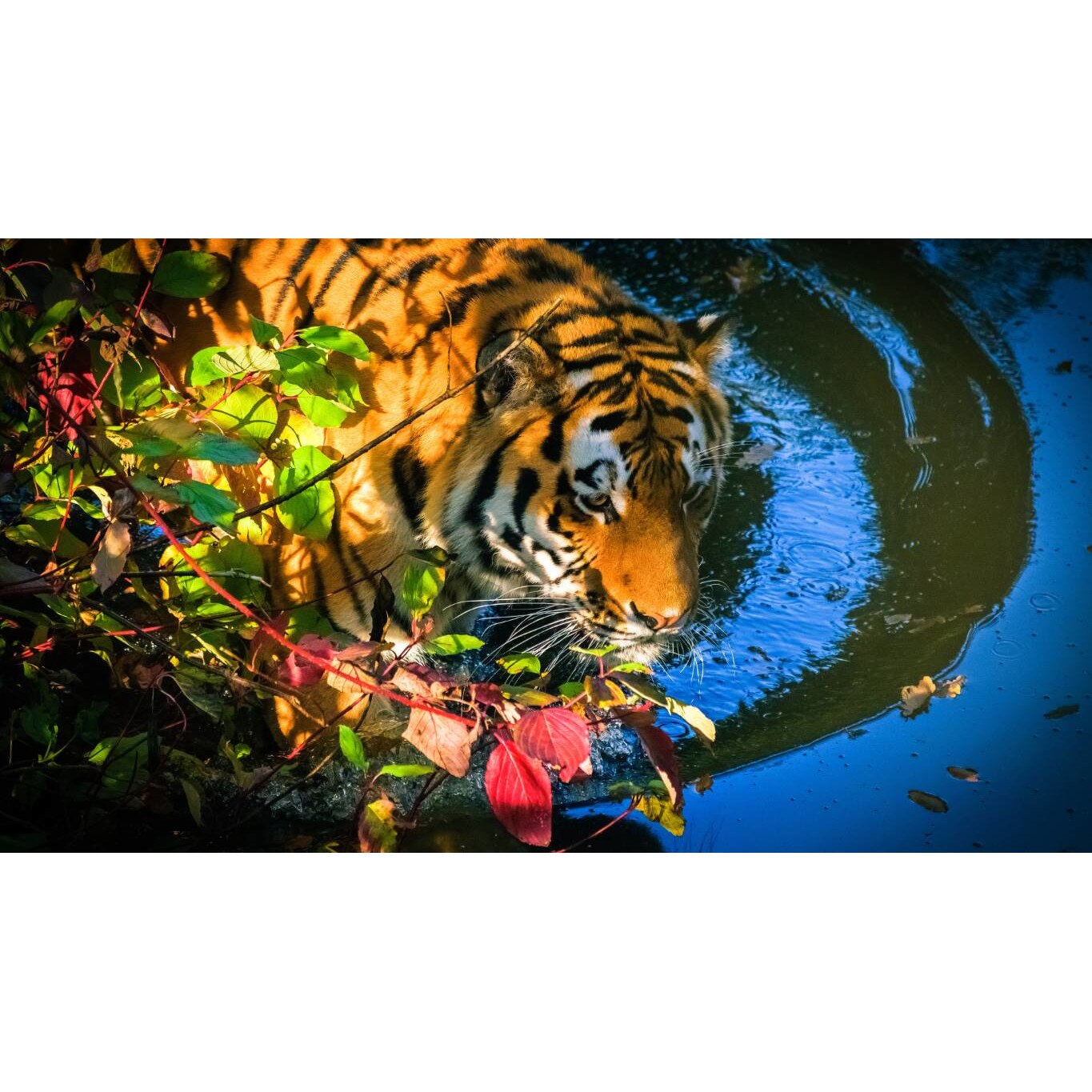 Tablou canvas 75x50 cm, Animale model 28