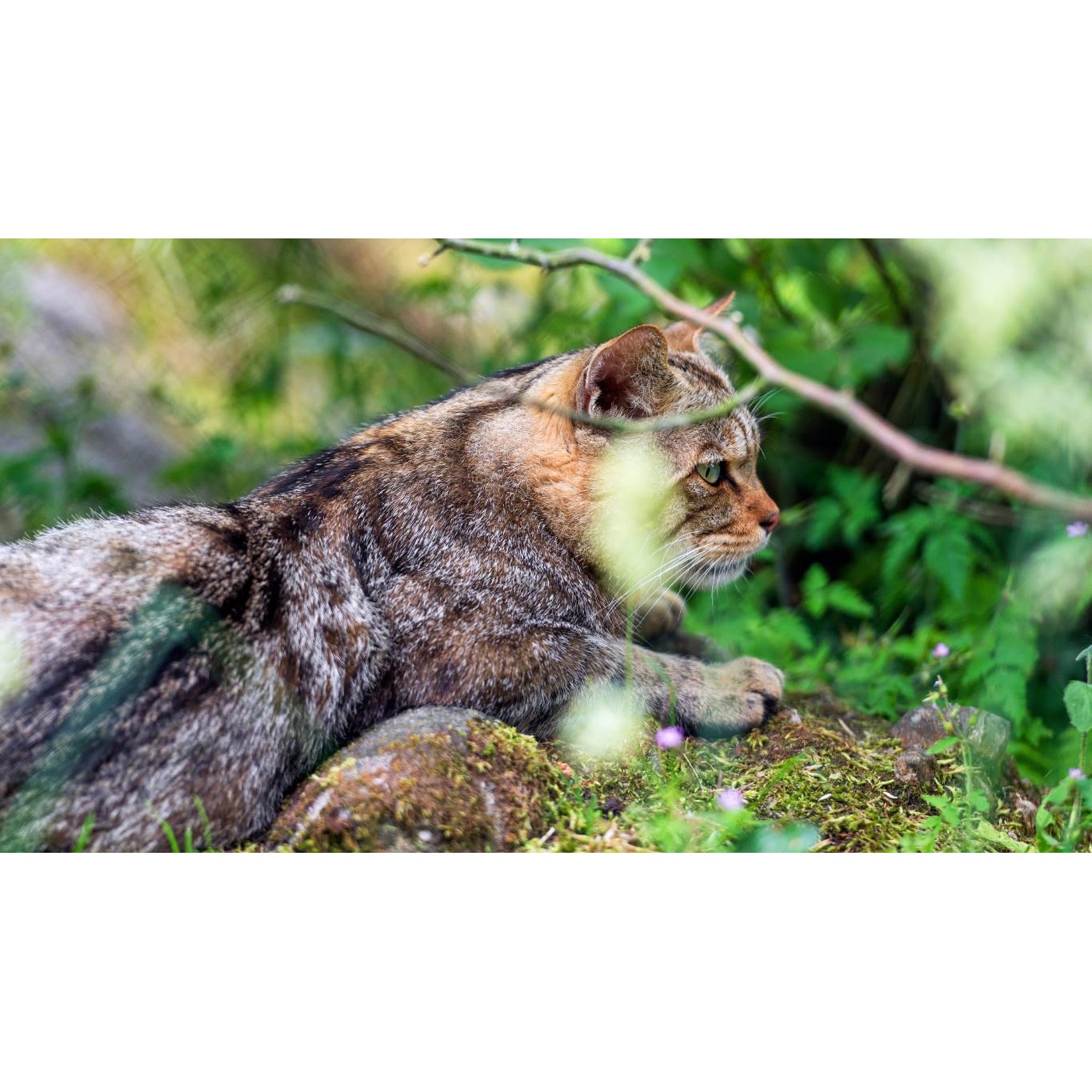 Tablou canvas 75x50 cm, Animale model 21