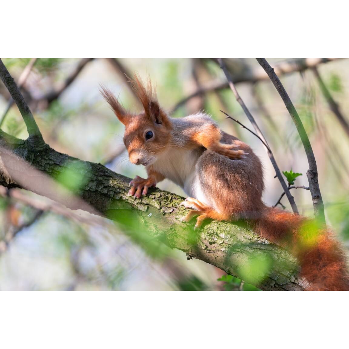 Tablou canvas 90x50 cm, Animale model 33