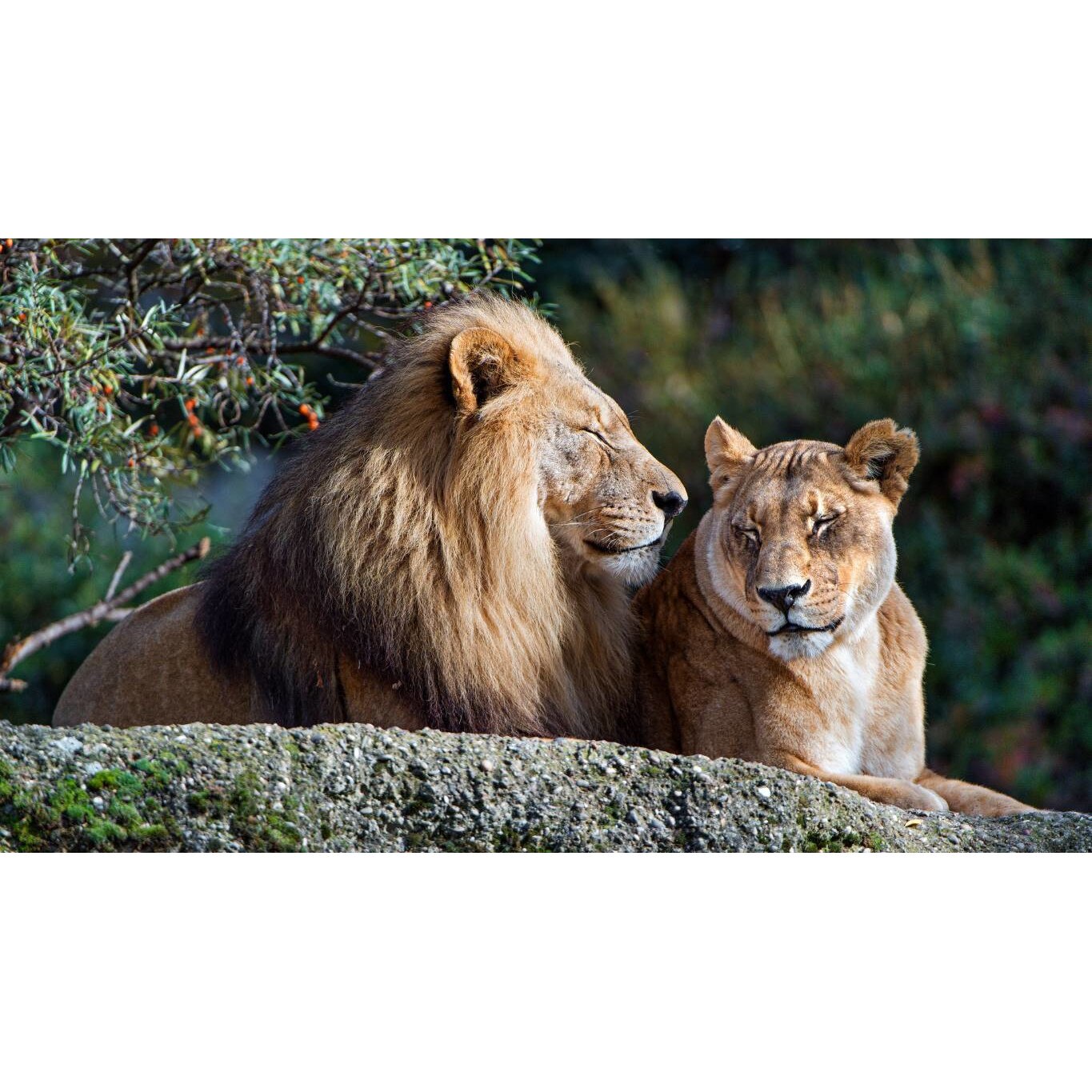 Tablou canvas 50x35 cm, Animale model 23