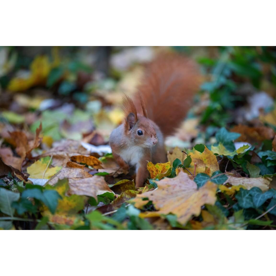 Tablou canvas 75x50 cm, Animale model 46