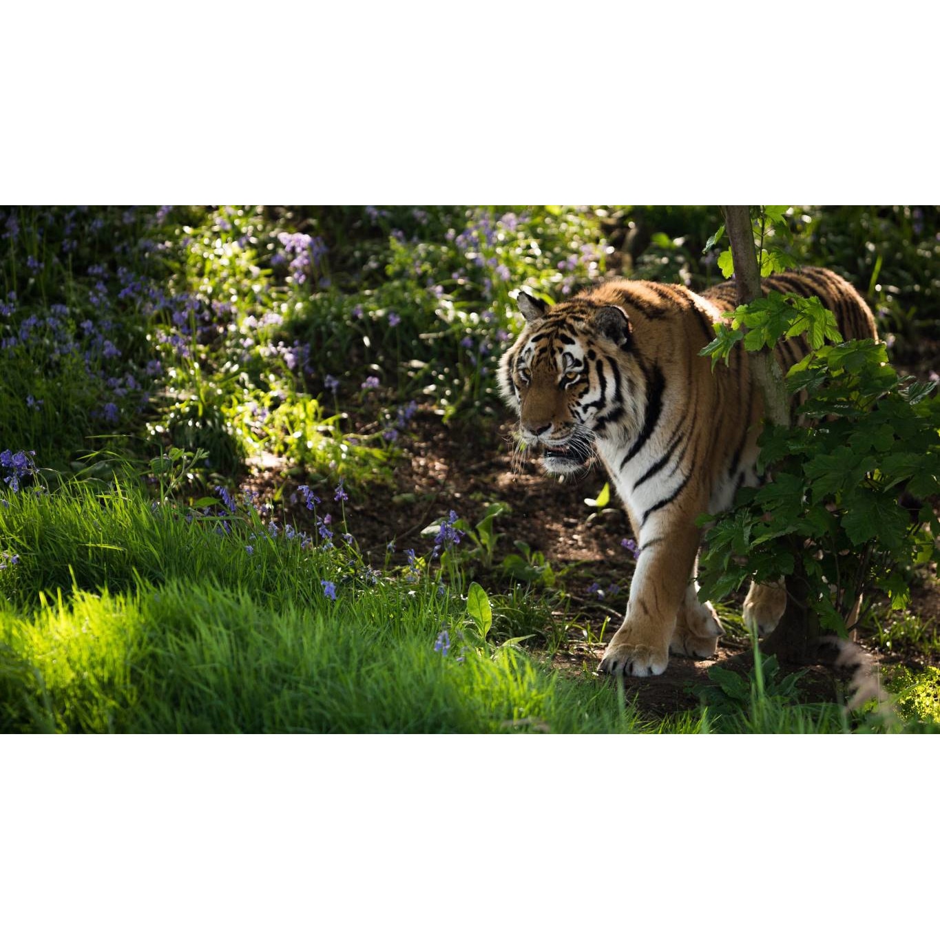 Tablou canvas 50x35 cm, Animale model 40