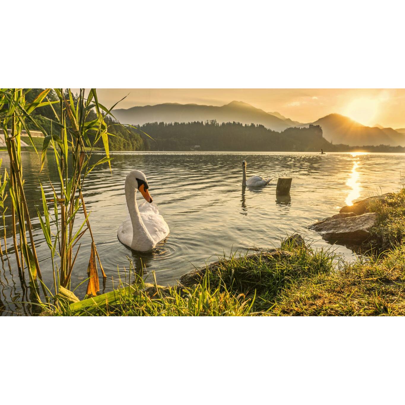 Tablou canvas 50x35 cm, Animale model 39