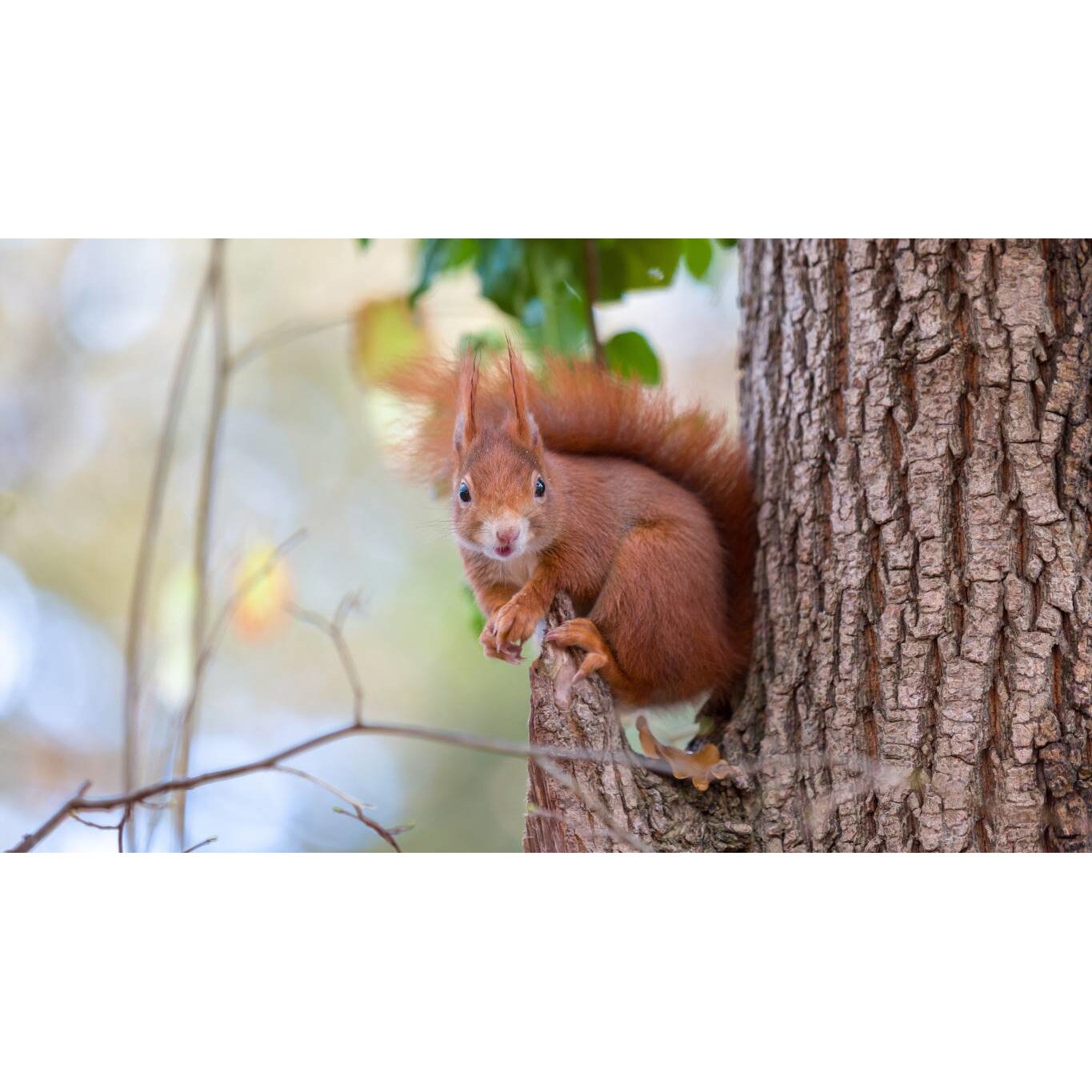 Tablou canvas 90x50 cm, Animale model 34