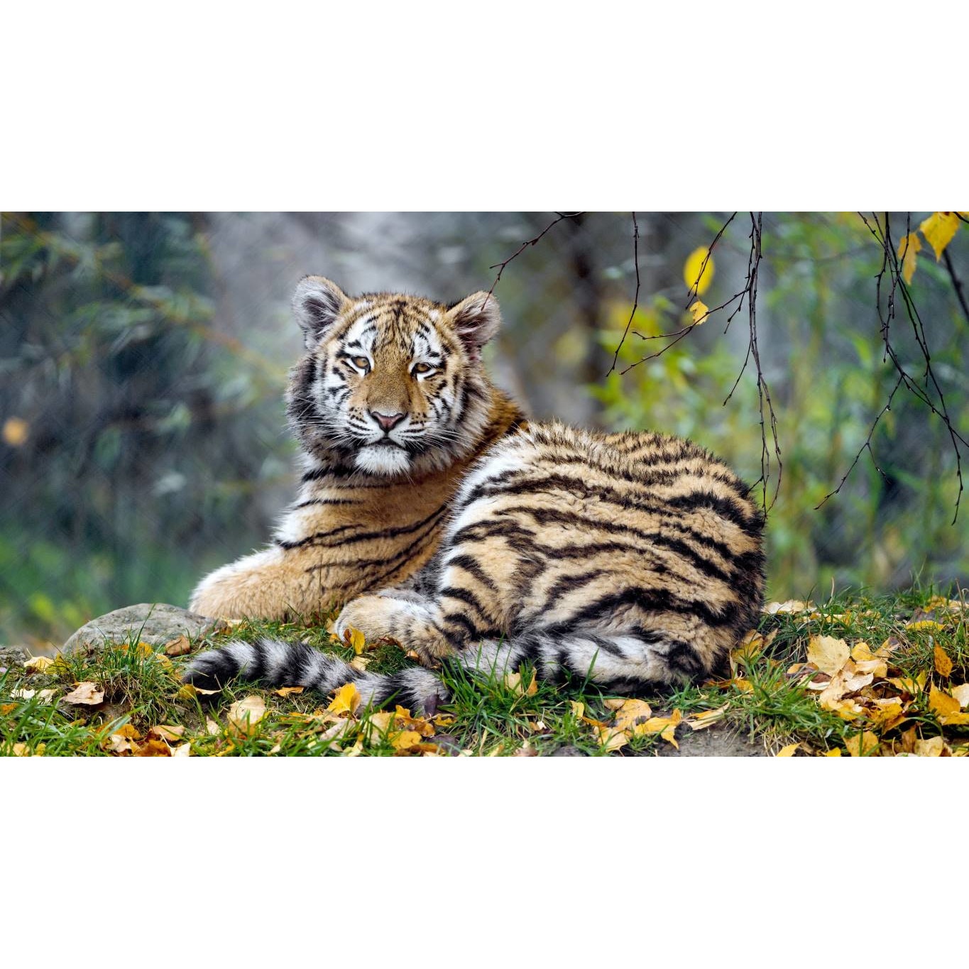 Tablou canvas 50x35 cm, Animale model 35