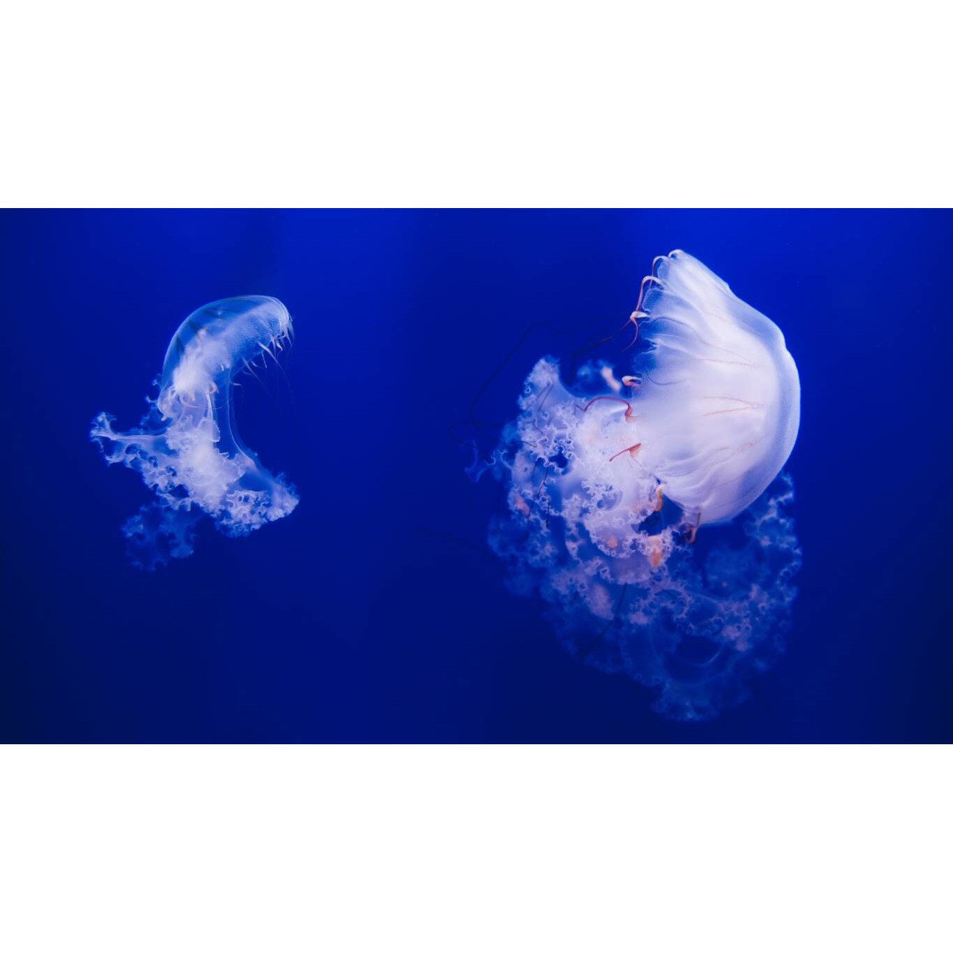 Tablou canvas 75x50 cm, Animale model 38