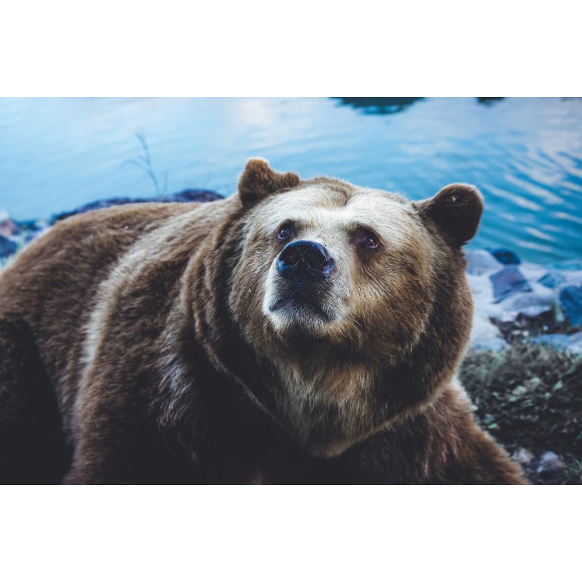 Tablou canvas 75x50 cm, Animale model 26