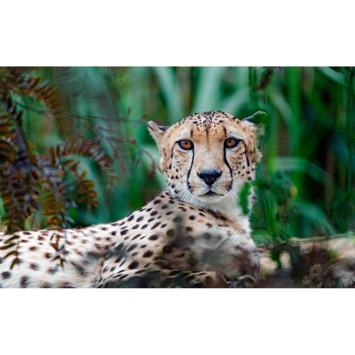 Tablou canvas 75x50 cm, Animale model 27