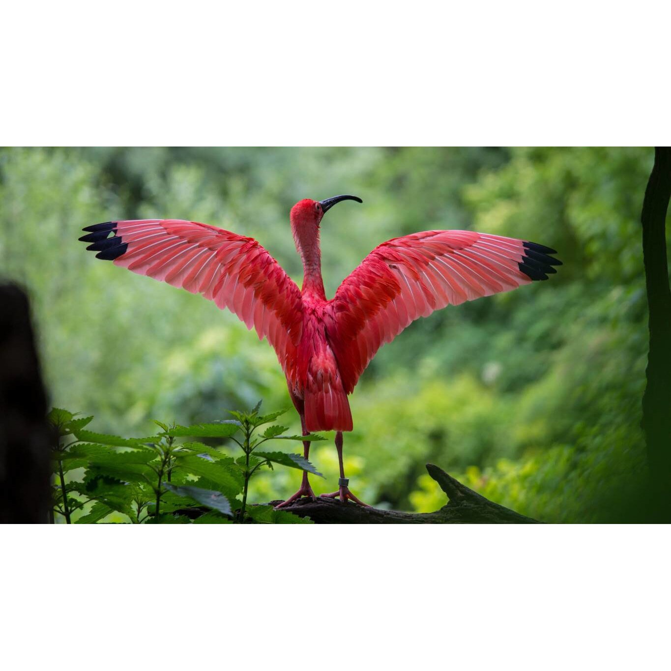 Tablou canvas 75x50 cm, Animale model 53