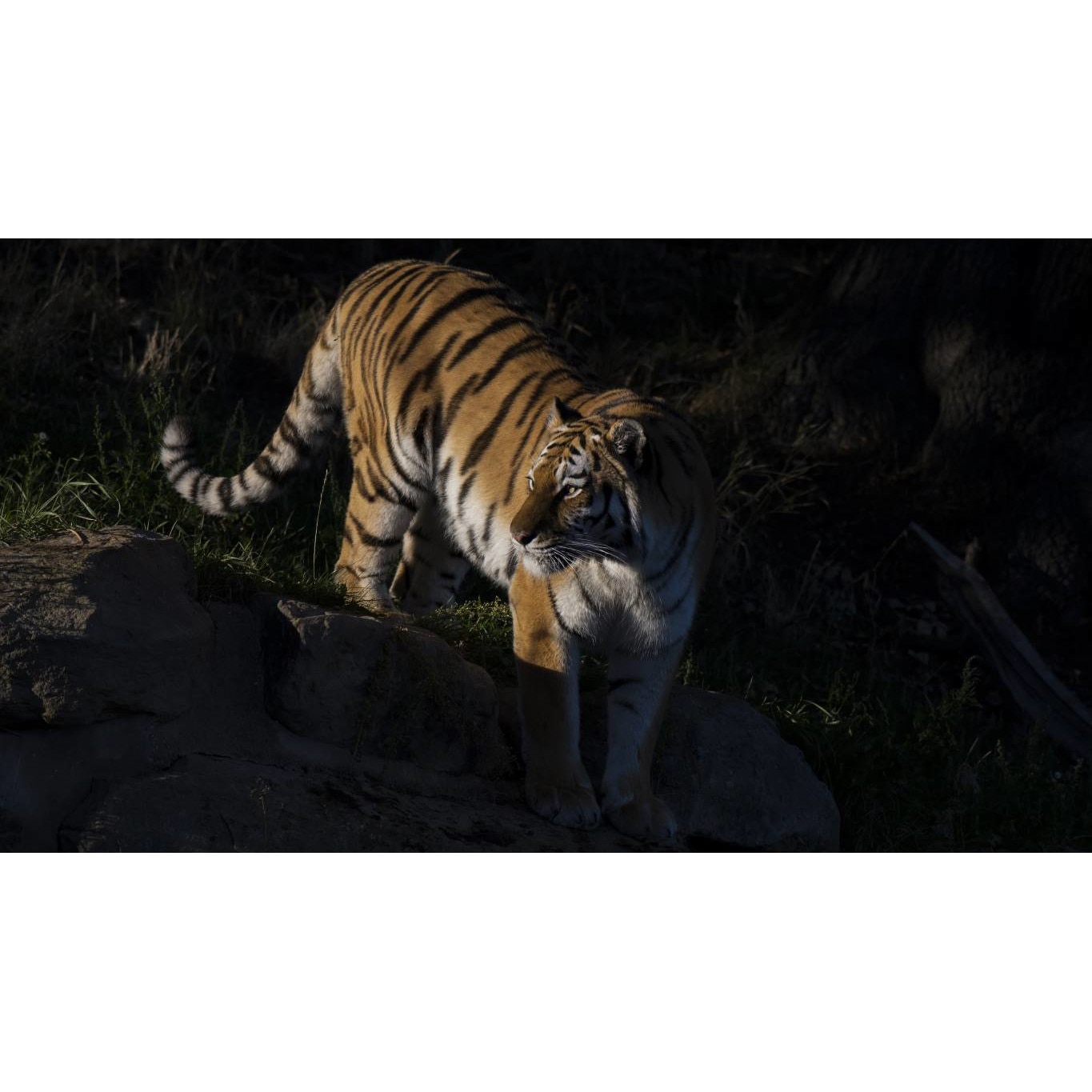 Tablou canvas 50x35 cm, Animale model 30