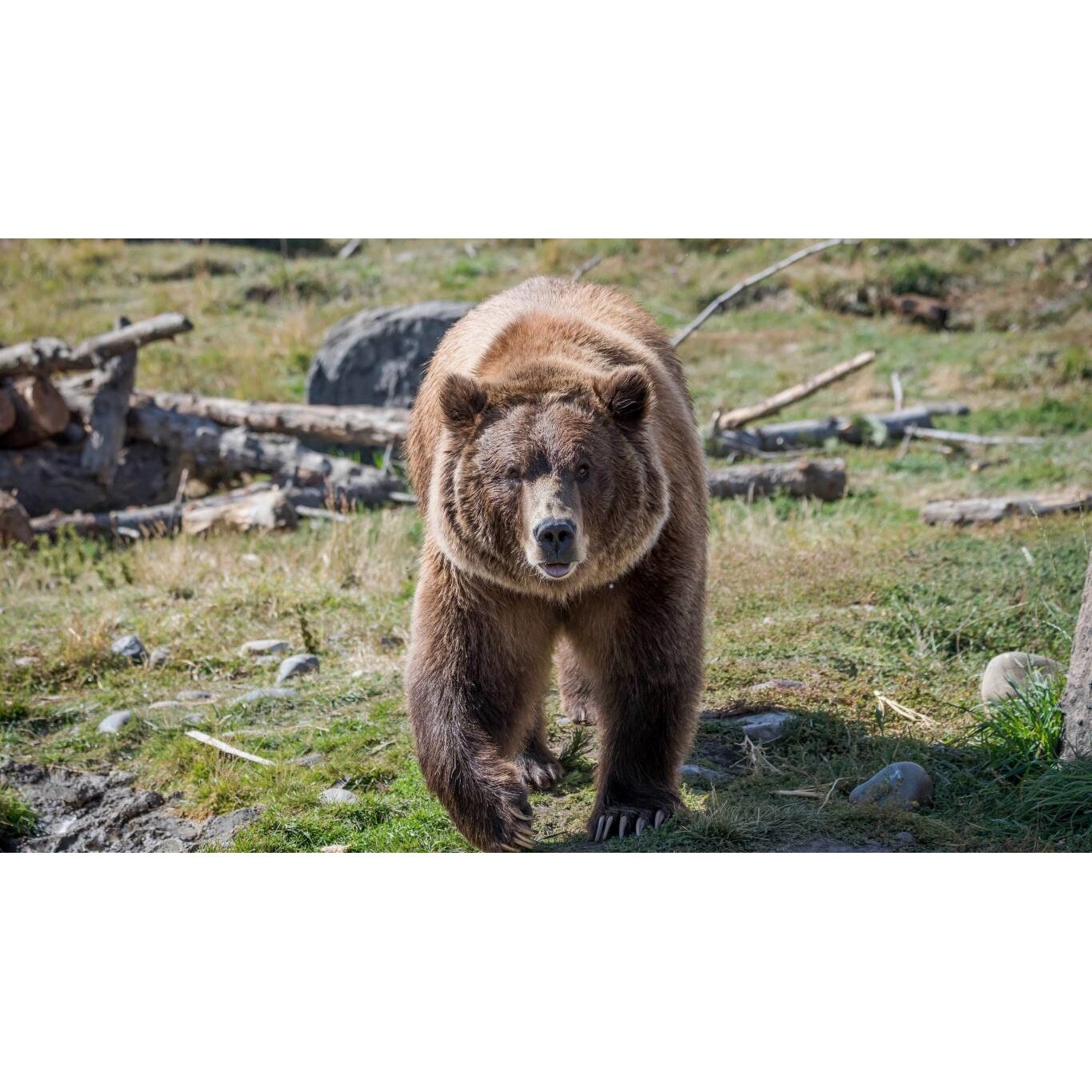 Tablou canvas 50x35 cm, Animale model 29