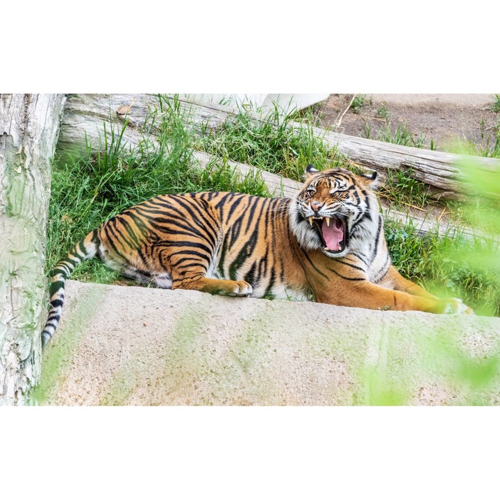 Tablou canvas 40x30 cm, Animale model 25