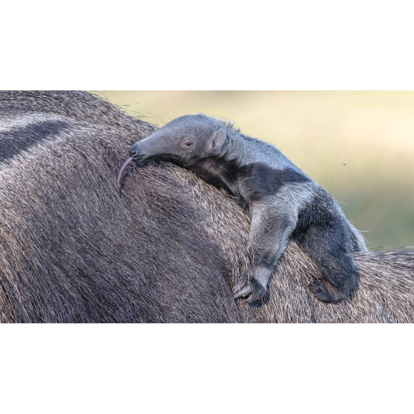 Tablou canvas 90x50 cm, Animale model 32