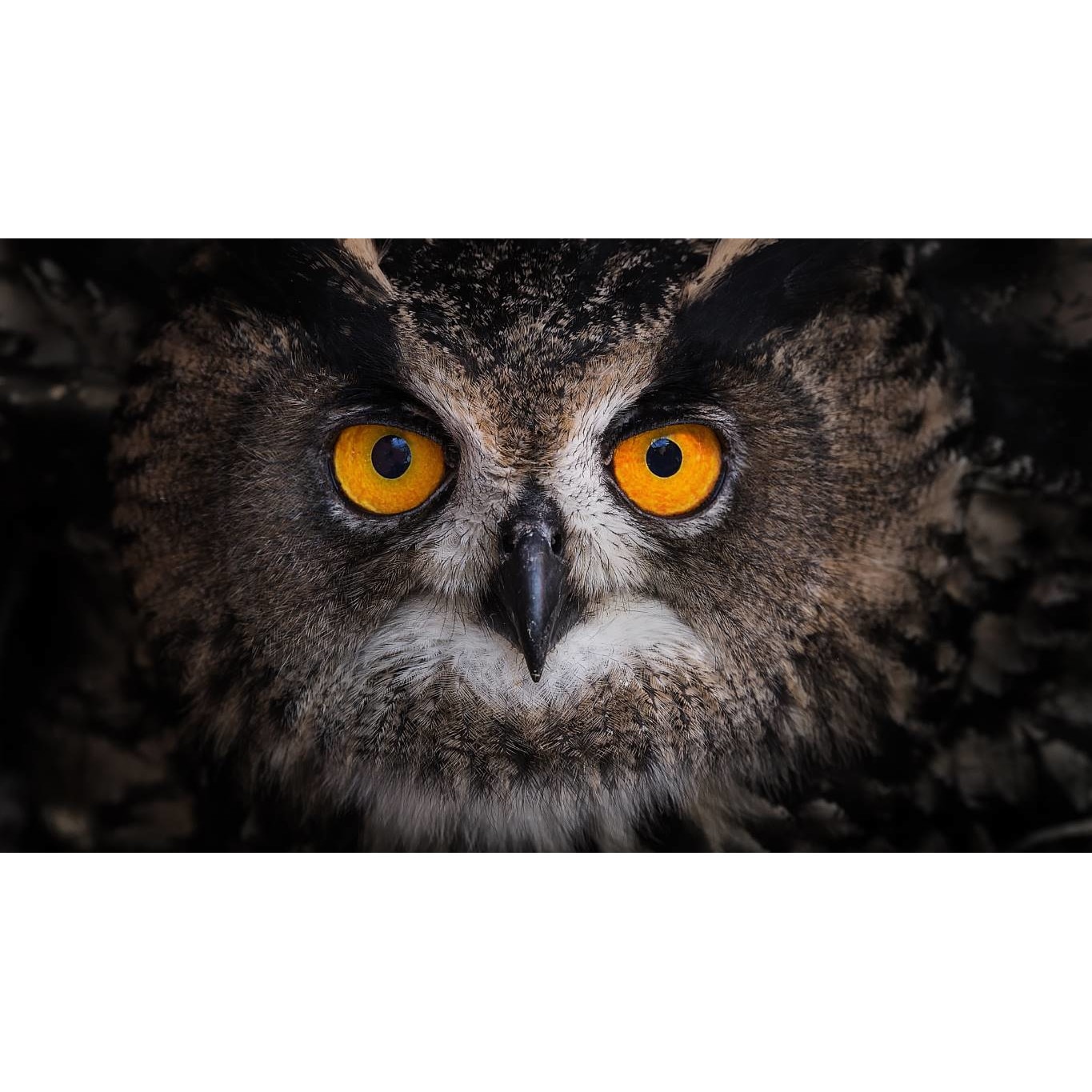 Tablou canvas 90x50 cm, Animale model 60