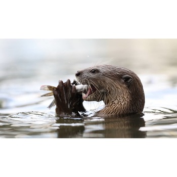 Tablou canvas 50x35 cm, Animale model 47 Tablou canvas 50x35 cm, Animale model 47