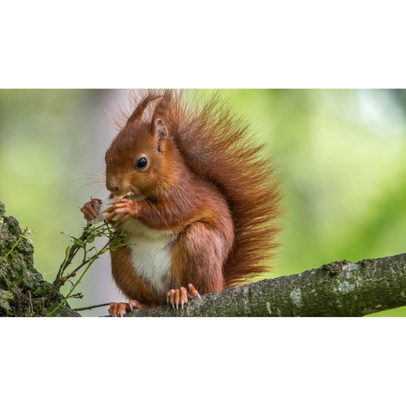 Tablou canvas 90x50 cm, Animale model 42