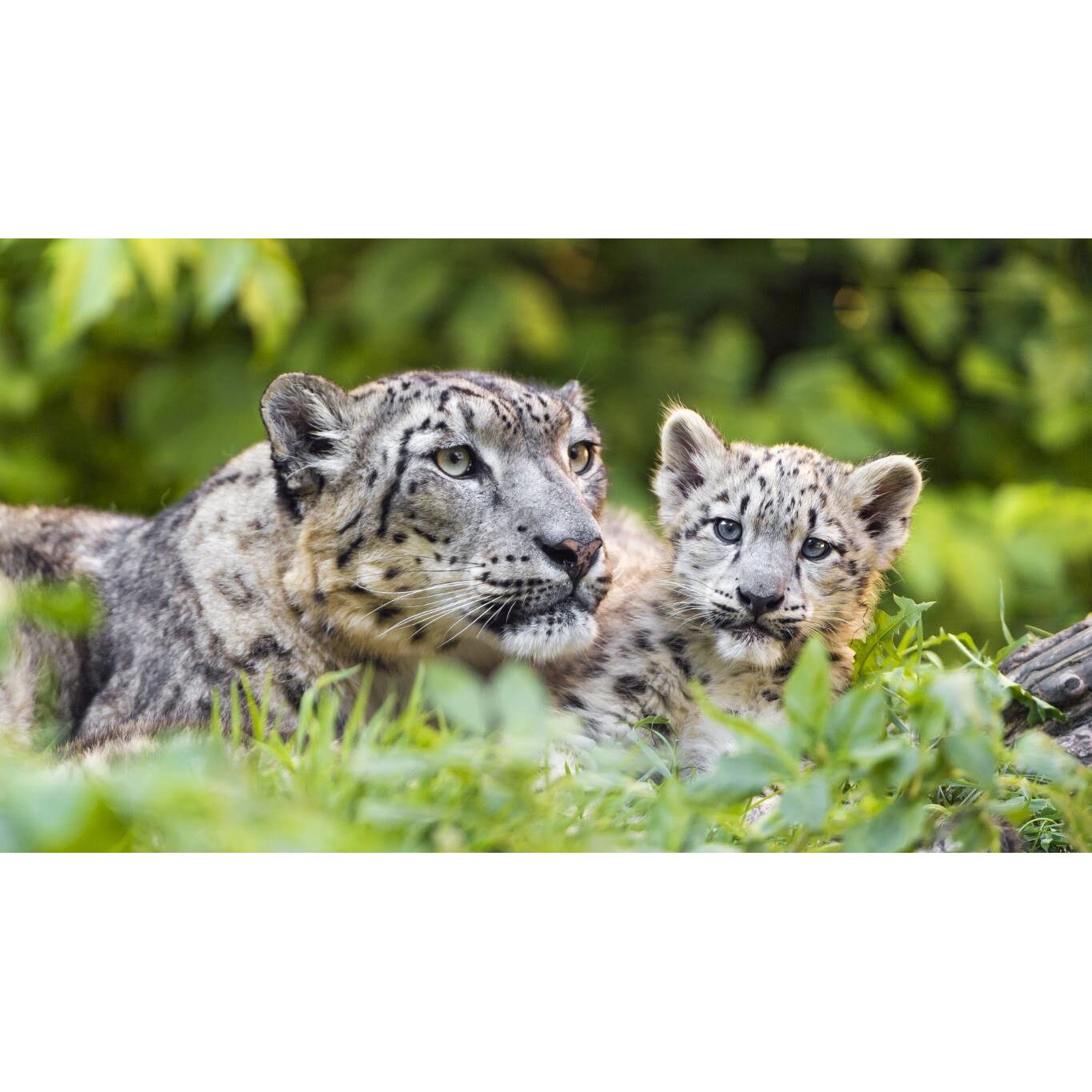 Tablou canvas 50x35 cm, Animale model 51