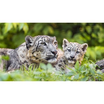 Tablou canvas 75x50 cm, Animale model 51 Tablou canvas 75x50 cm, Animale model 51