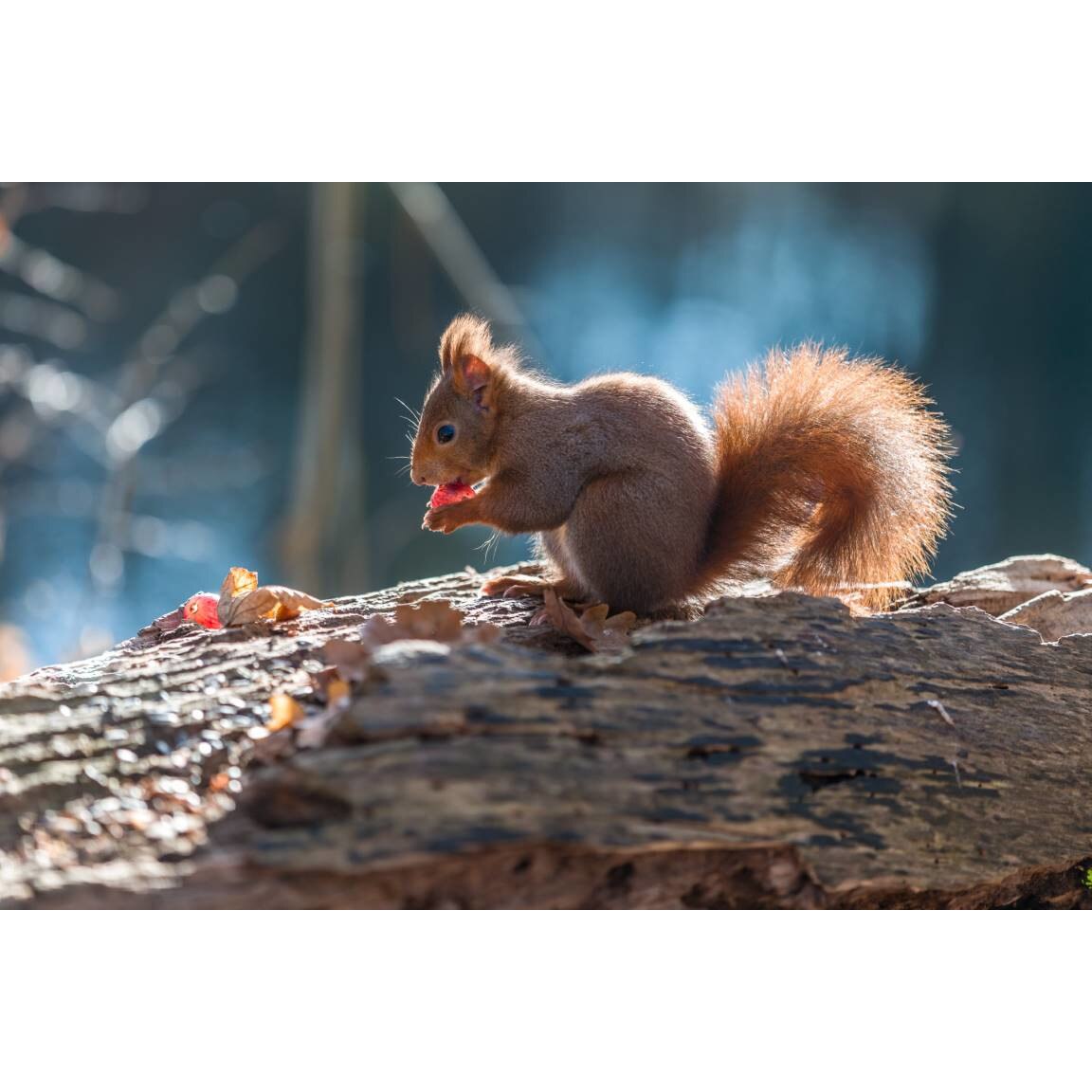 Tablou canvas 90x50 cm, Animale model 56