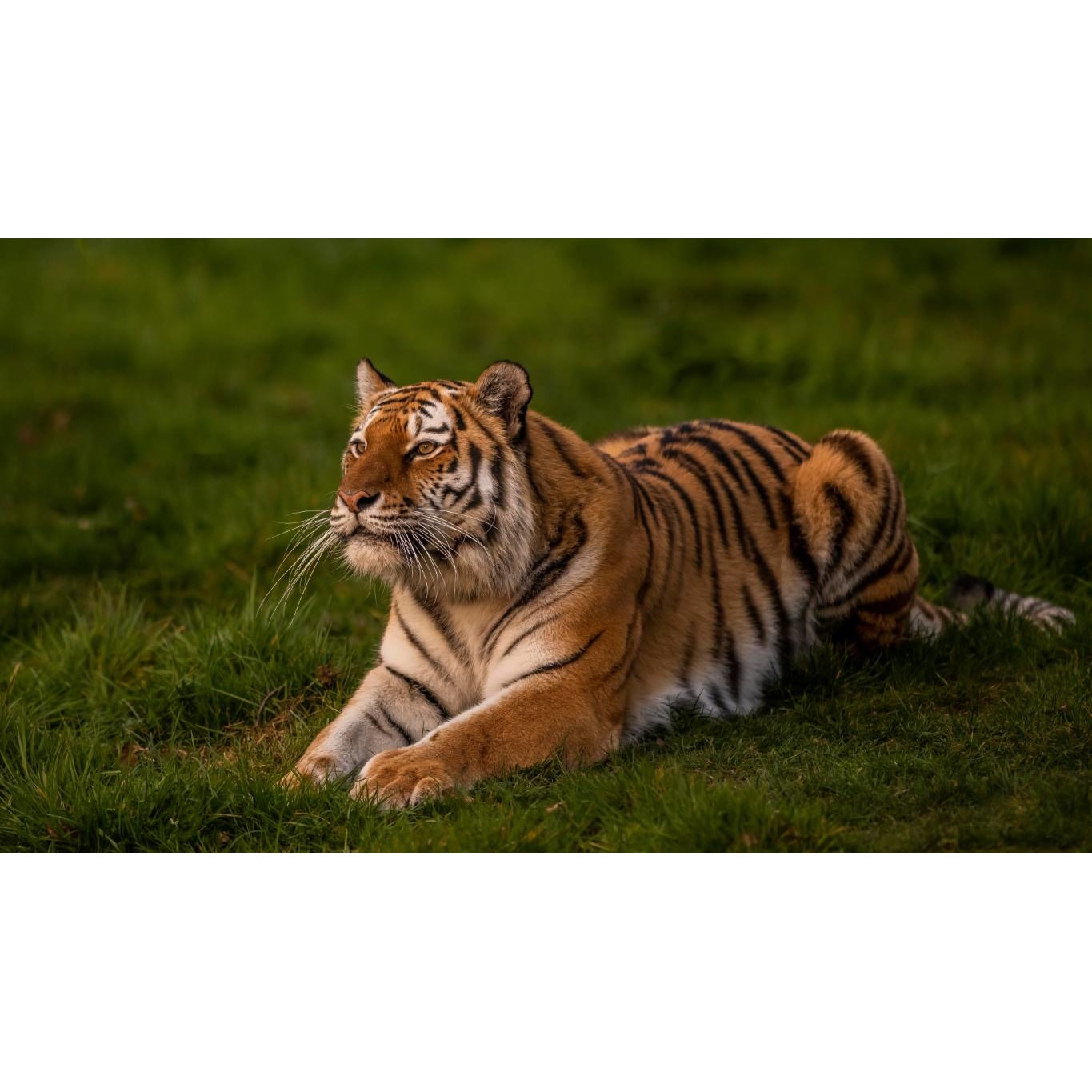 Tablou canvas 50x35 cm, Animale model 54