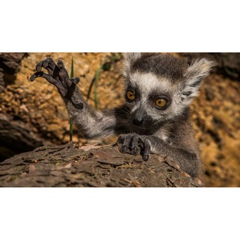 Tablou canvas 90x50 cm, Animale model 52 Tablou canvas 90x50 cm, Animale model 52