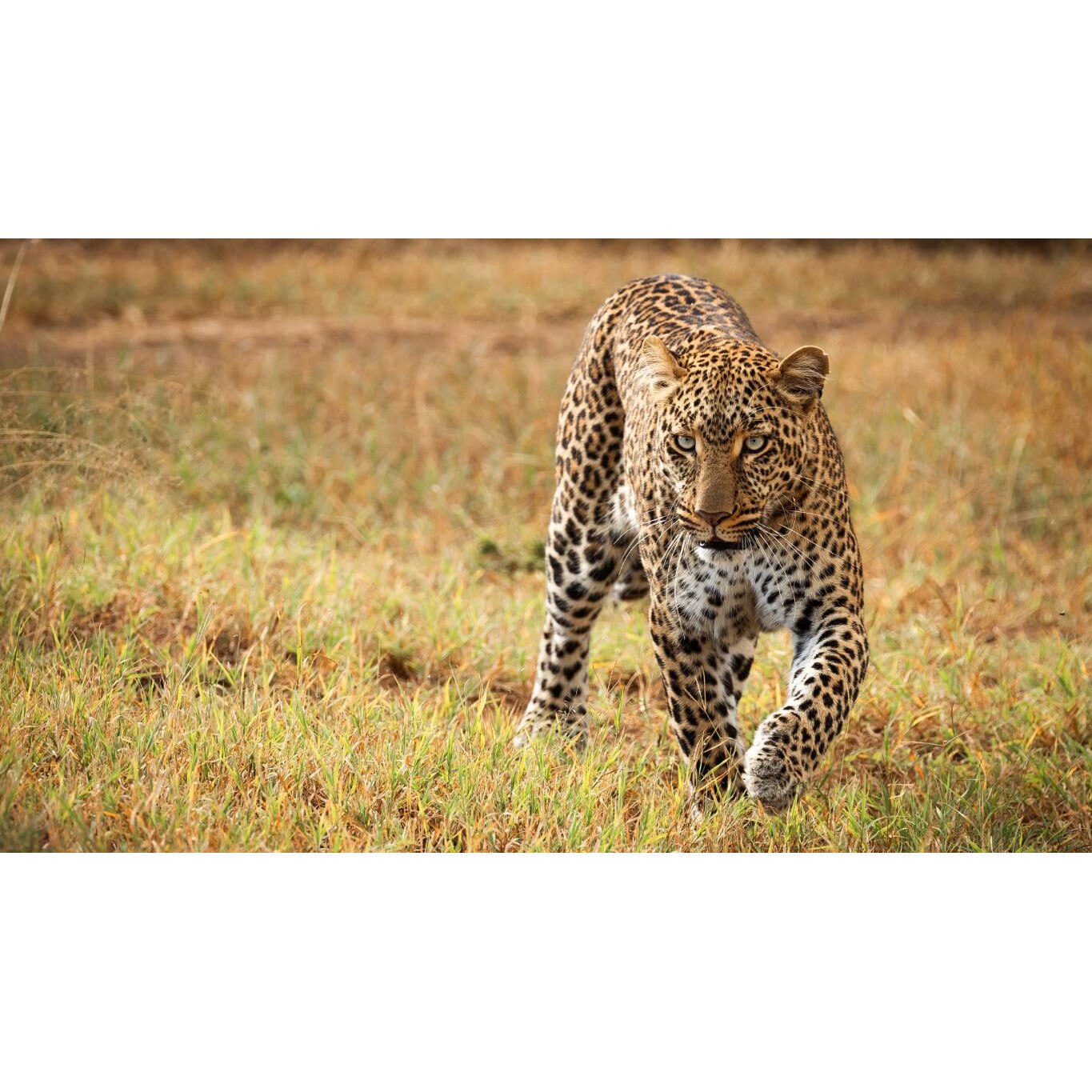 Tablou canvas 50x35 cm, Animale model 43