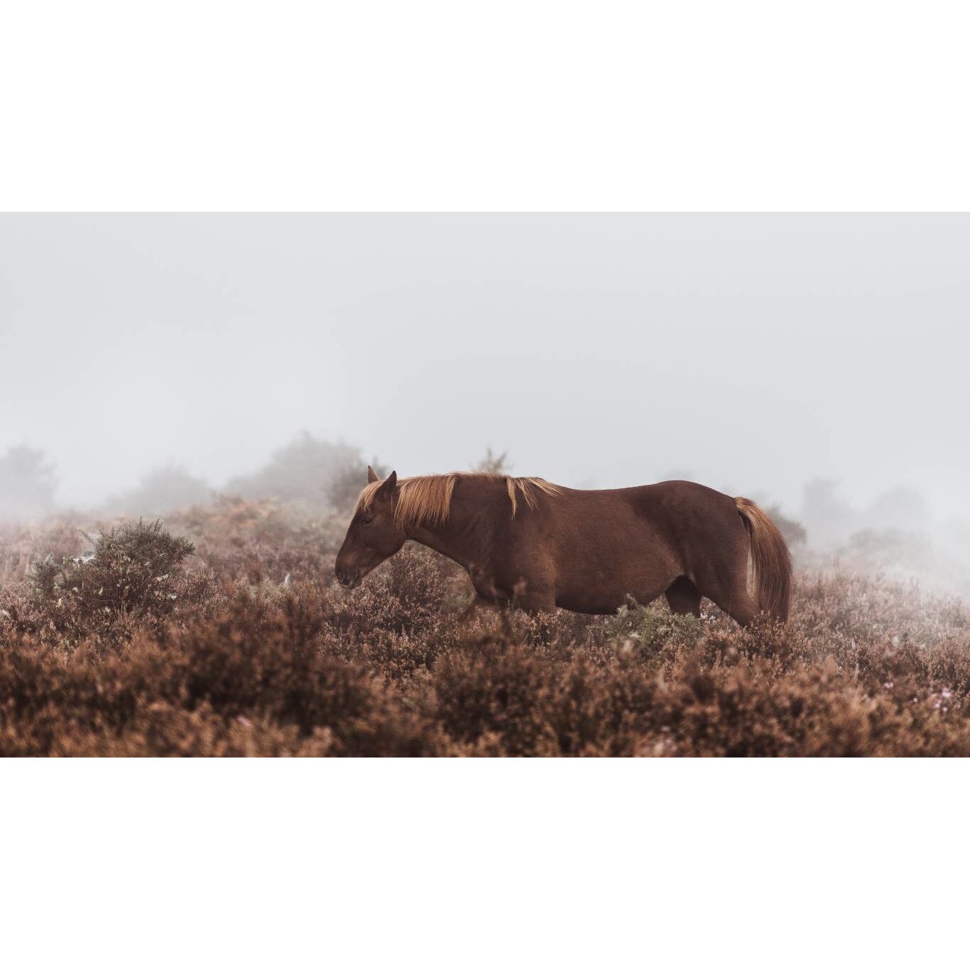 Tablou canvas 50x35 cm, Animale model 50