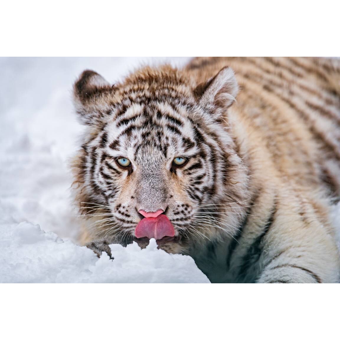 Tablou canvas 90x50 cm, Animale model 31