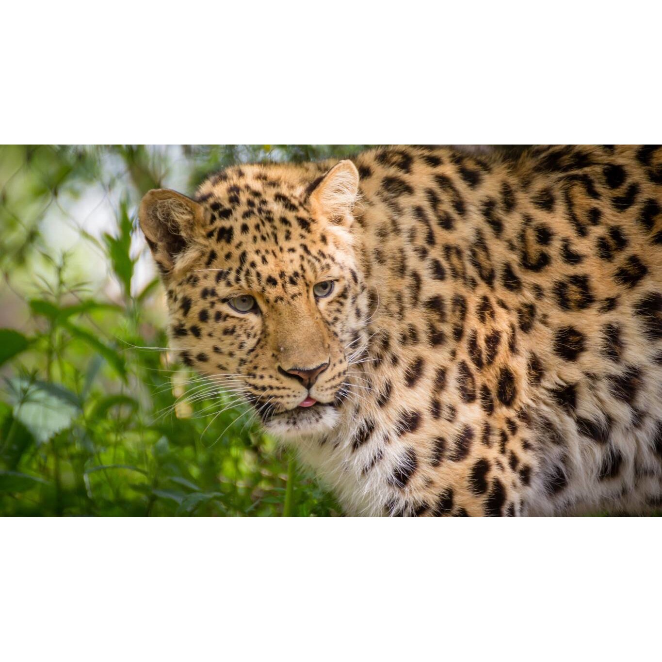 Tablou canvas 50x35 cm, Animale model 44