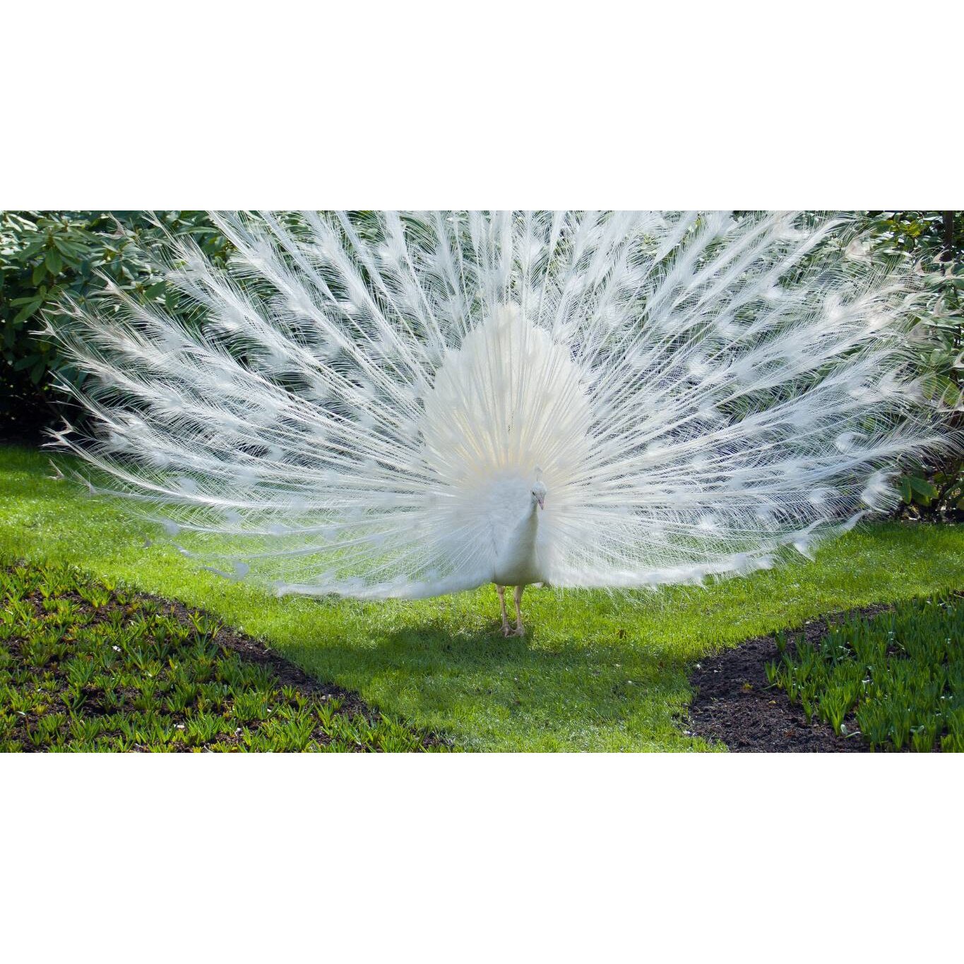 Tablou canvas 50x35 cm, Animale model 49