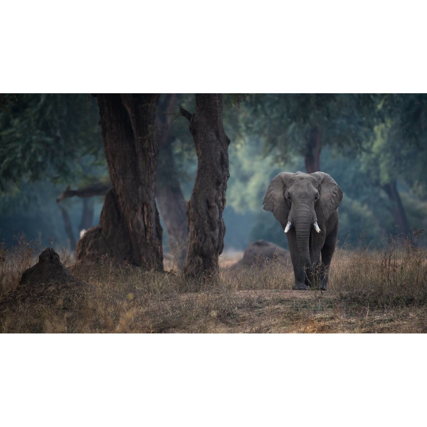 Tablou canvas 75x50 cm, Animale model 67