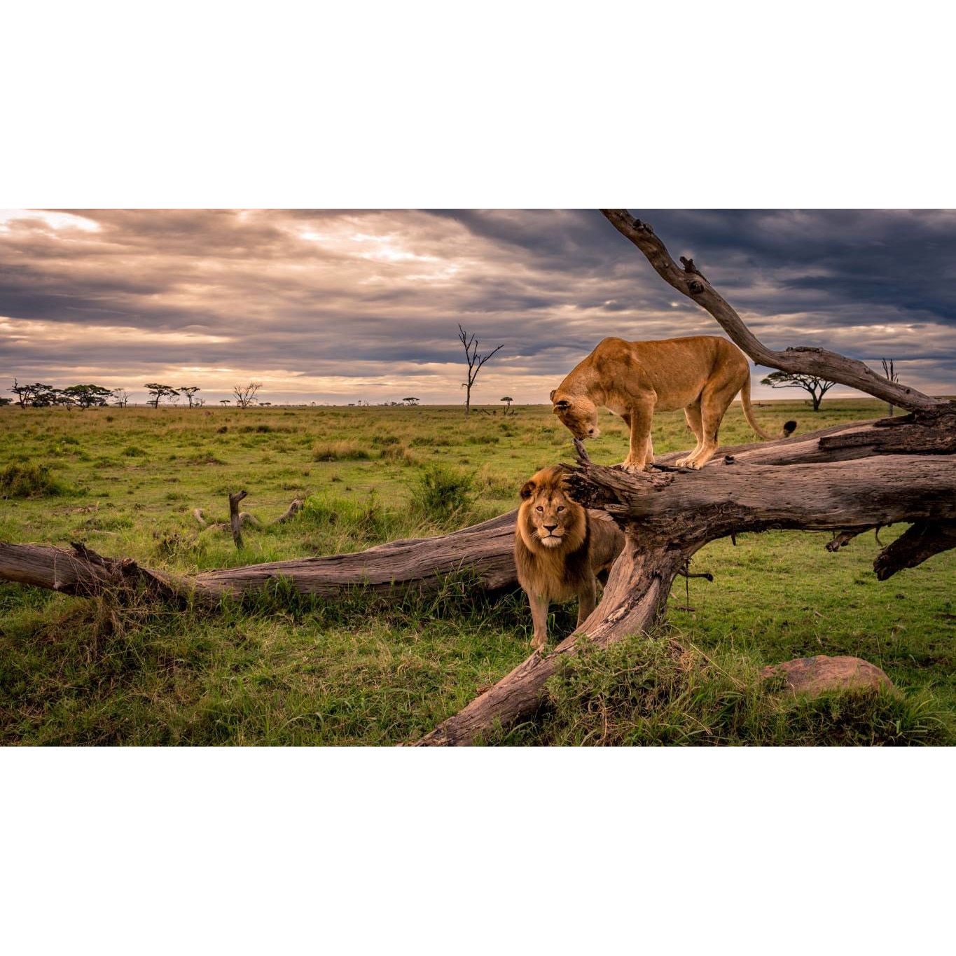 Tablou canvas 90x50 cm, Animale model 41