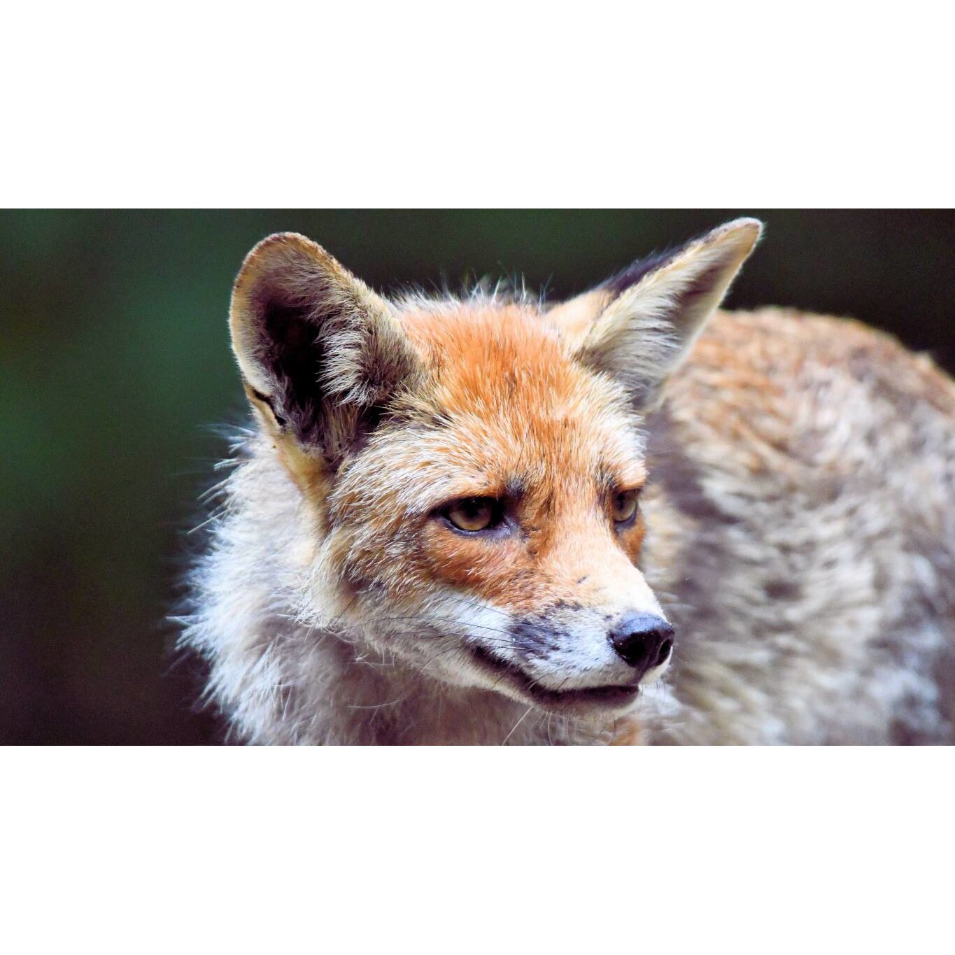 Tablou canvas 75x50 cm, Animale model 55