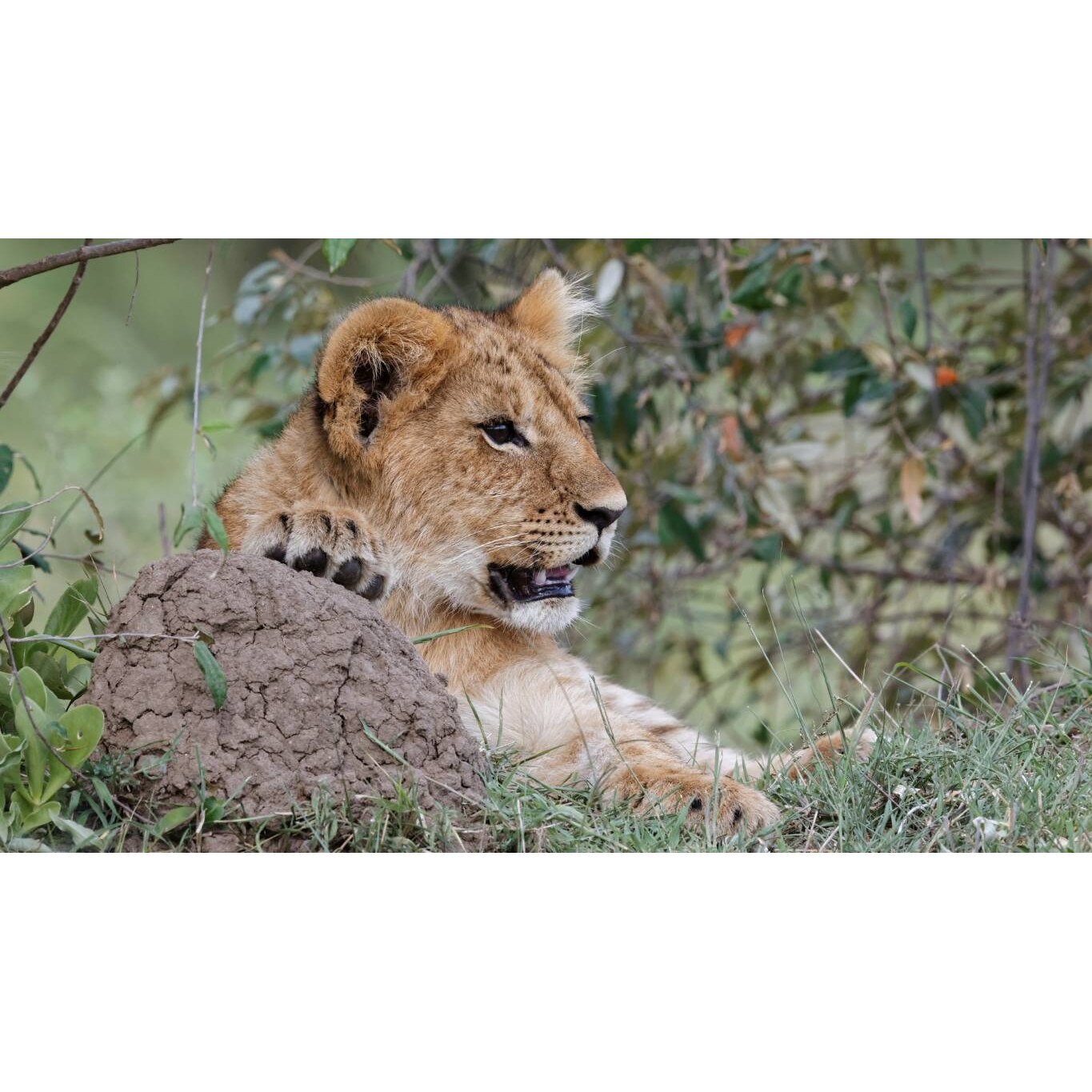 Tablou canvas 50x35 cm, Animale model 69