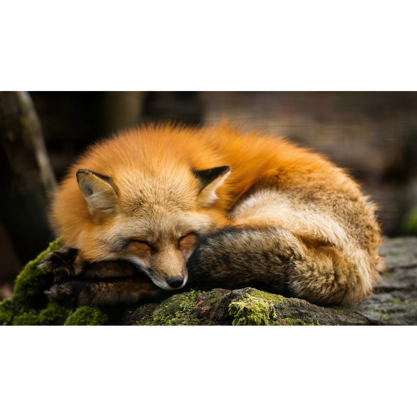 Tablou canvas 75x50 cm, Animale model 58