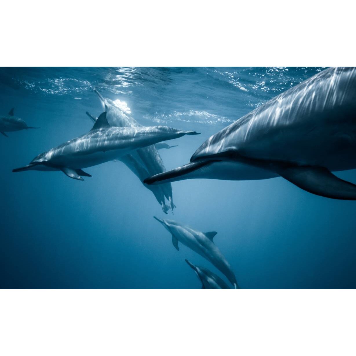 Tablou canvas 75x50 cm, Animale model 61