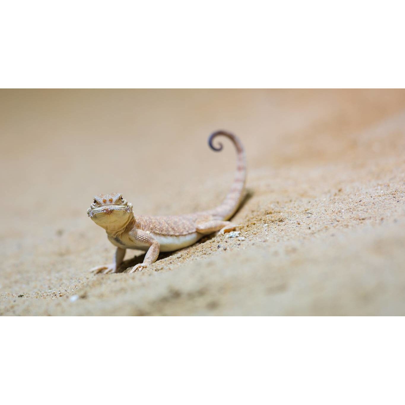 Tablou canvas 90x50 cm, Animale model 63