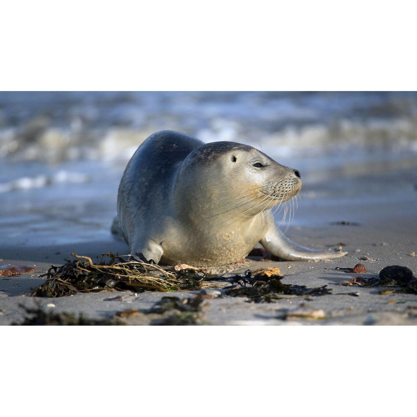 Tablou canvas 90x50 cm, Animale model 70