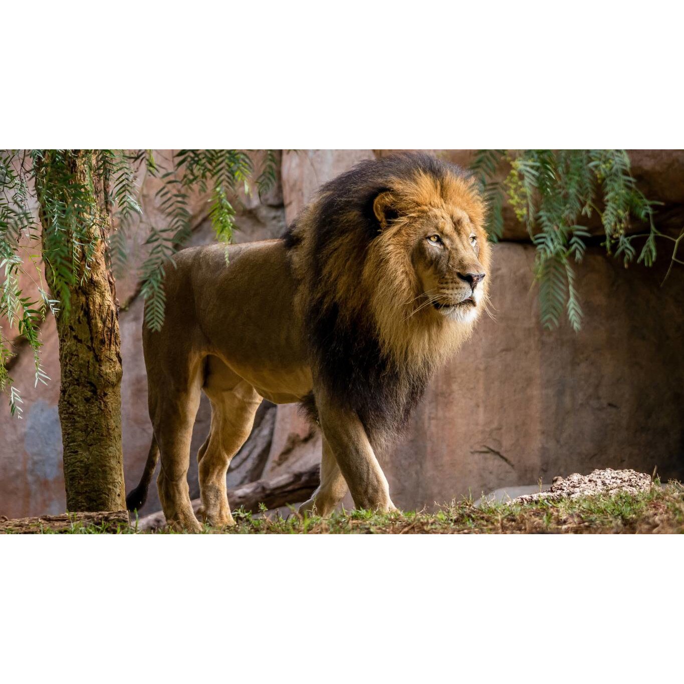 Tablou canvas 50x35 cm, Animale model 48